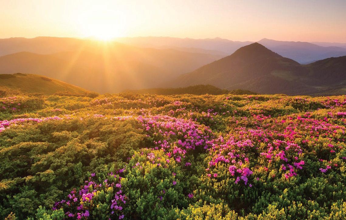NATURE ESCAPES- RECHARGE, REFLECT, RECONNECT
