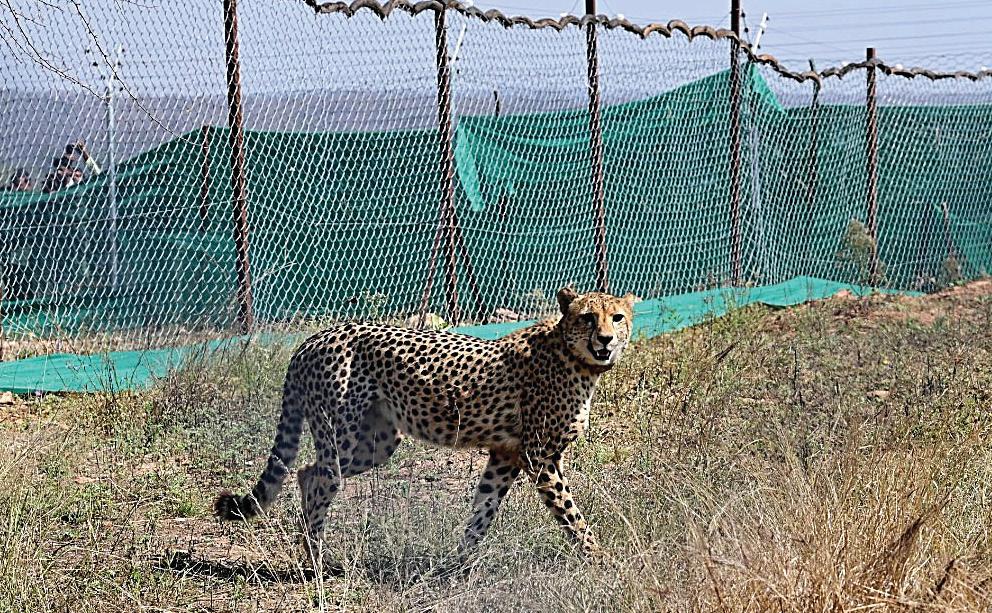Kuno Cheetah rescued after it strays into Rajasthan