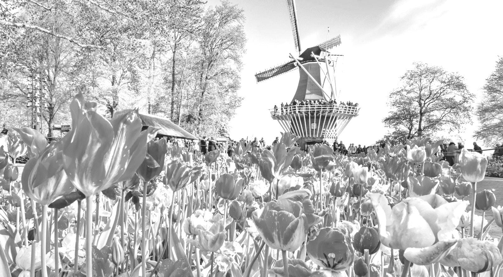 TULIP SEASON IN THE NETHERLANDS: A SPECTACULAR SPRING ESCAPE