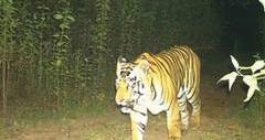 Tigress spotted in Udanti-Sitanadi Tiger Reserve after 8 years, added in tiger census 2026 records
