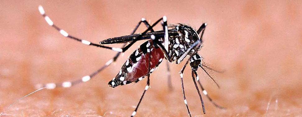 हर साल और घातक होता जा रहा डेंगू का संक्रमण
