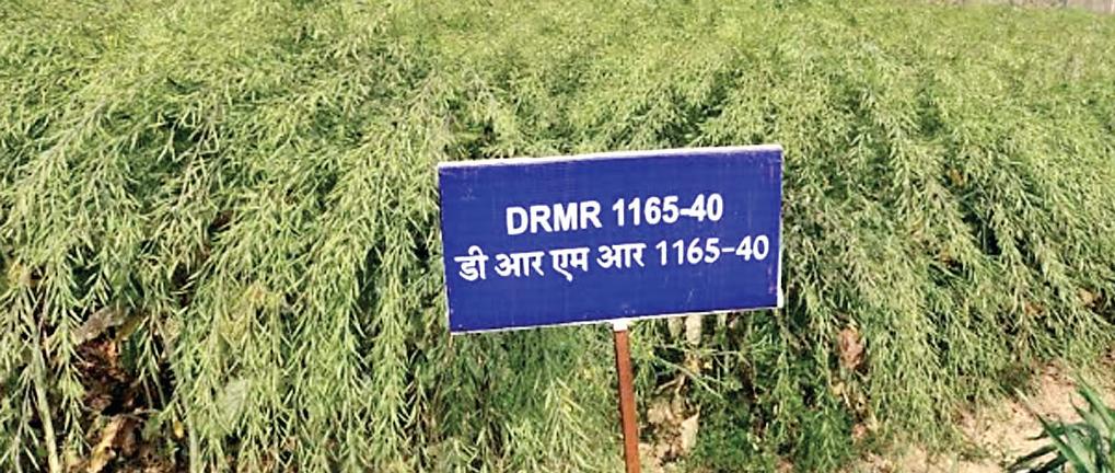 खेती का आधार बनेंगी 'भारत सरसों -7' व 'भारत सरसों-8'