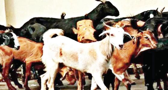 मंहगाई के चलते ईएमआई पर मिल रहे बकरीद में कुबारनी का बकरे