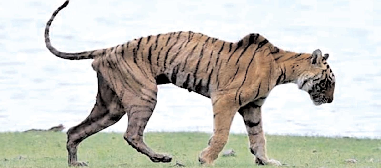 मछली से ऐरोहेड तकः बाघिनों की राजसी गाथा