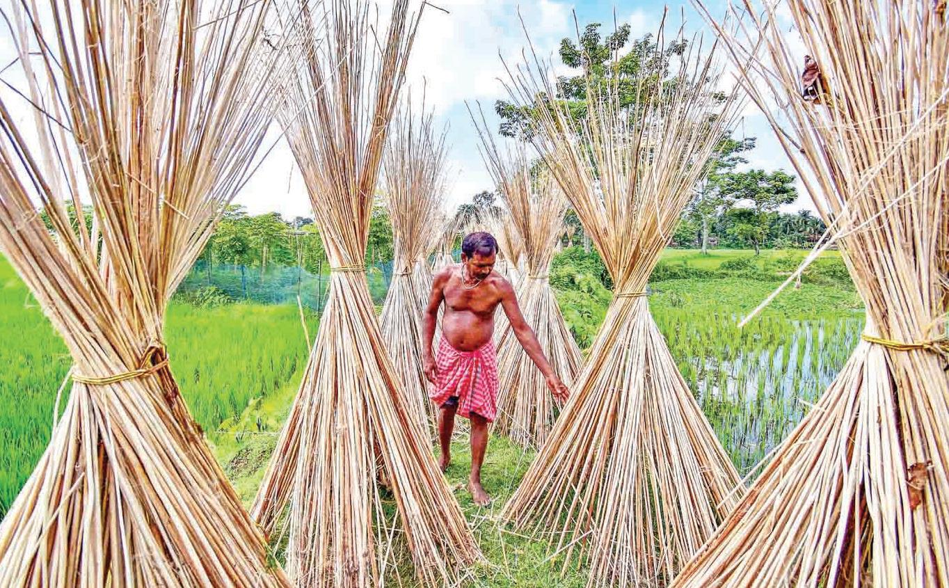 भारत ने बांग्लादेश से जूट आयात पर रोक लगाई, डंपिंग से स्थानीय किसानों और मिलों को हो रहा था नुकसान