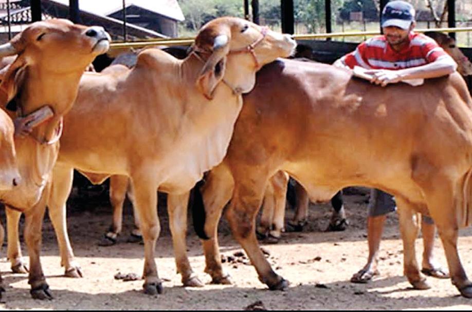 मध्यप्रदेश की गौशालाओं में अब लगेगी डिजिटल हाजिरी, चार लाख गायों की रोज होगी निगरानी