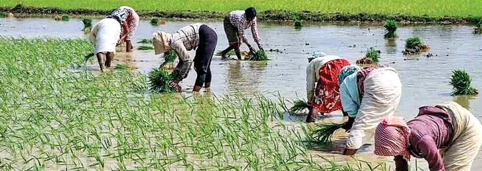 खेती की लागत कम करने में किसानों की सारथी बन रही डबल इंजन सरकार