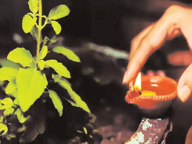 क्या आपने भी तुलसी के पास लगाया है पीपल का पेड़