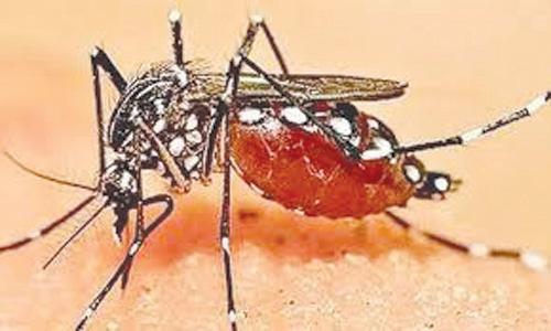 डेंगू से बचाव जरूरी, आस पास गंदा पानी जमा न होने दें :डॉ. चौधरी