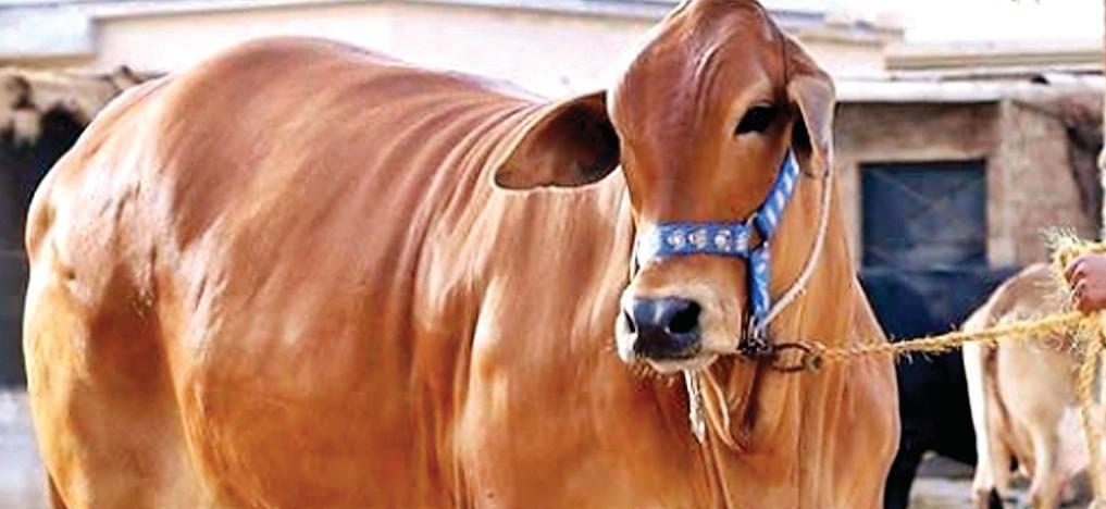 साहीवाल गाय योजना पर छिड़ा सियासी संग्राम, कांग्रेस ने बताया जुमला – BJP का पलटवारः जनहित से क्यों चिढ़ती है कांग्रेस ?
