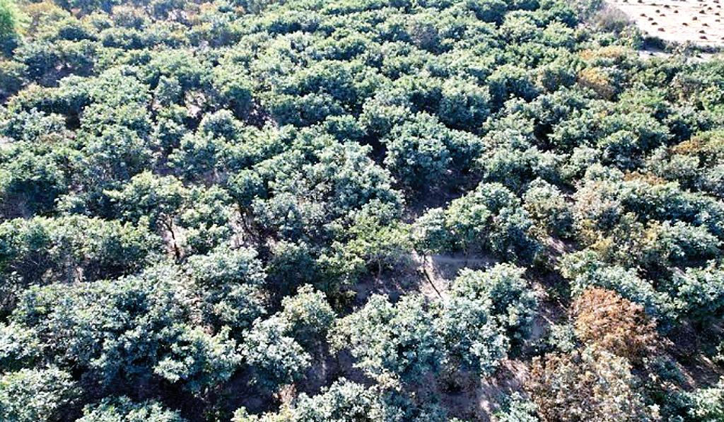 हरियाली की ओर लौटता कानपुरः वृक्षारोपण ने बदली जमीन की तस्वीर