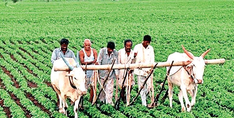 कृषि को वैज्ञानिक बनाए बिना सम्भव नहीं उन्नति