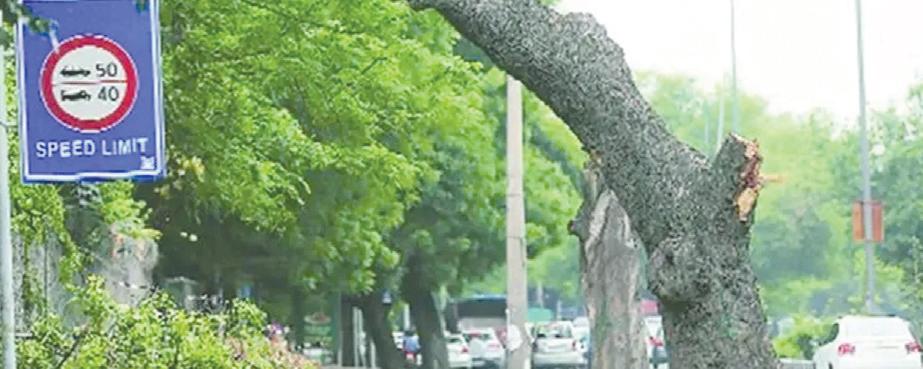 दिल्ली सरकार का इस वर्ष 70 लाख पौधे लगाने का लक्ष्य