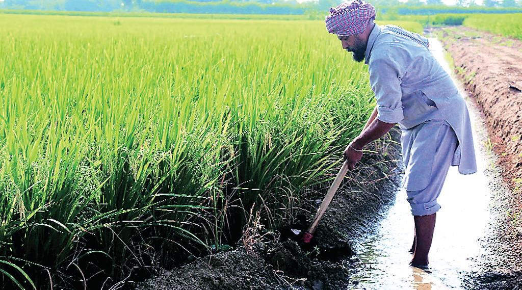 बासमती की फसल कम होकर 6.80 लाख हेक्टेयर एरिया पर पहुंची