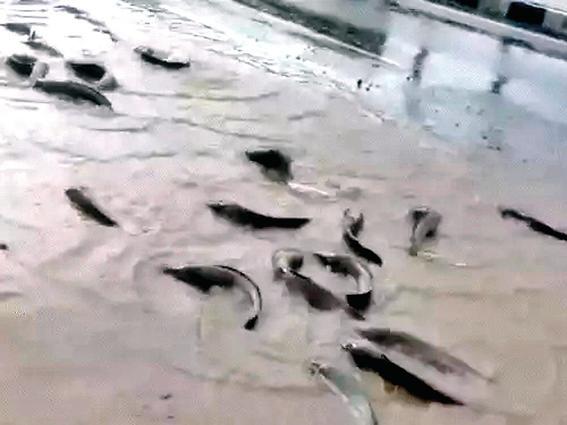 मानसून : राजस्थान के नागौर में 'सड़क पर तैरी' मछलियां