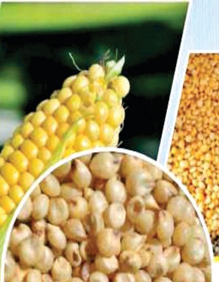 यूपी में बढ़ रहा है तिलहनी और दलहनी फसलों का रकबा