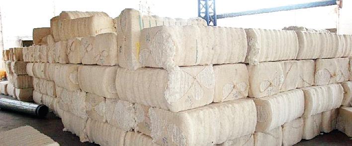 एपीडा ने जैविक कपास प्रमाणन पर आरोपों को किया खारिज