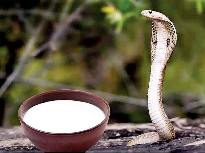 नाग पंचमी पर नहीं उबालना चाहिए दूध, न करें ऐसे काम, लगता है दोष !