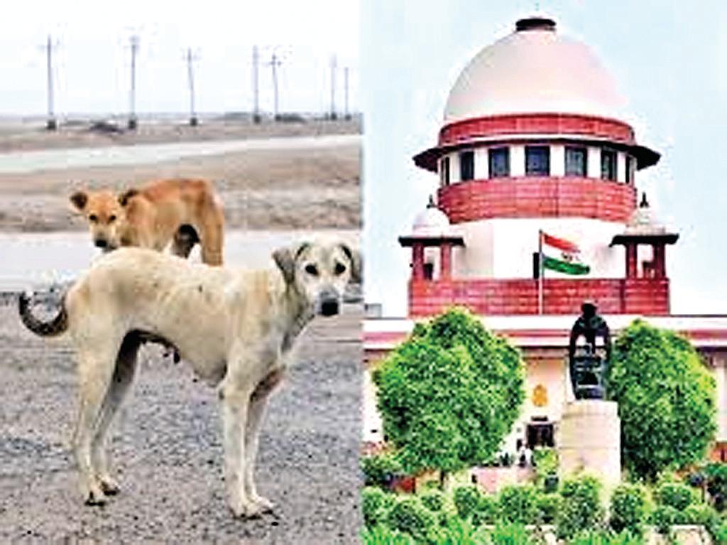 लावारिस कुत्तों को पकड़ने में बाधा डालने पर होगा एक्शन