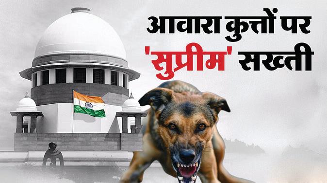 आवारा कुत्तों के खतरे पर सुप्रीम कोर्ट सख्त, कहा- स्टर्लाइज करने के बाद वापस न छोड़ें