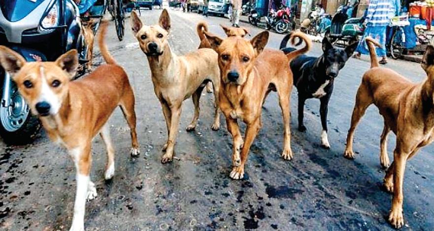 'पशु प्रेमियों' के देश में वृद्ध जनों की दुर्दशा