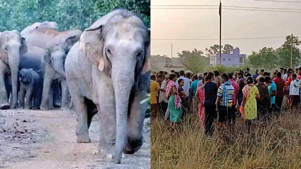 हाथियों का आतंक : गलियों में घुसे दो जंगली हाथी, महिला पर हमला होते-होते टला