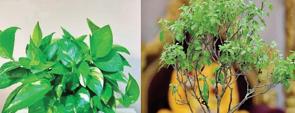 दिवाली पर घर में कौन-कौन से पौधे लगाना है शुभ, बनी रहेगी समृद्धि