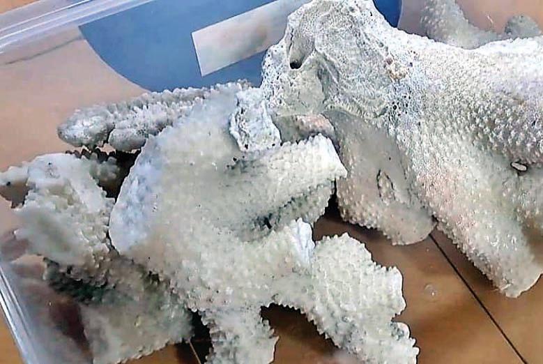 जमशेदपुर में 9 लाख के बहुमूल्य सफेद कोरल की तस्करी का भंडाफोड़