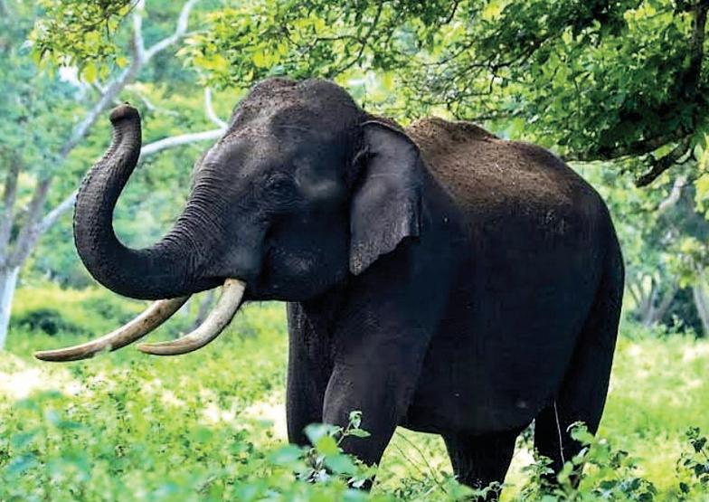 लातेहार में हाथियों का कहर, 21 साल के युवक को कुचलकर मार डाला