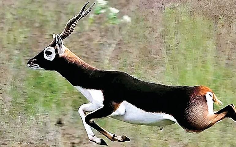 करंट लगाकर काले हिरण का शिकार, मांस के साथ एक गिरफ्तार