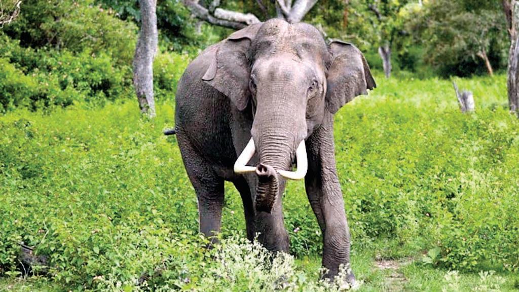 पत्नी के सामने तड़प-तड़पकर दम तोड़ गए पति और दो बेटियां