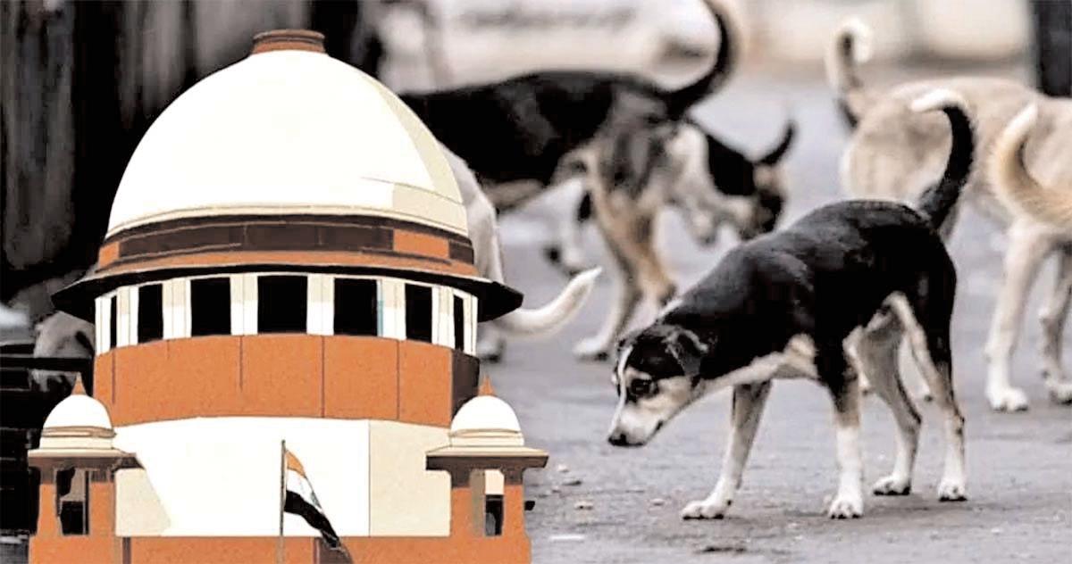 सरकार, समाज और कोर्ट की प्राथमिकता कुत्ते या सामान्य नागरिकों का हित?