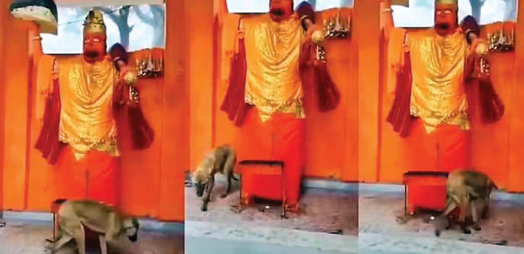 मंदिर में हनुमान जी की मूर्ति के चक्कर लगा रहा कुत्ता