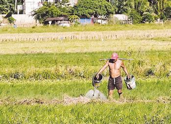 Pinoy startup uses Al to prevent crop damage