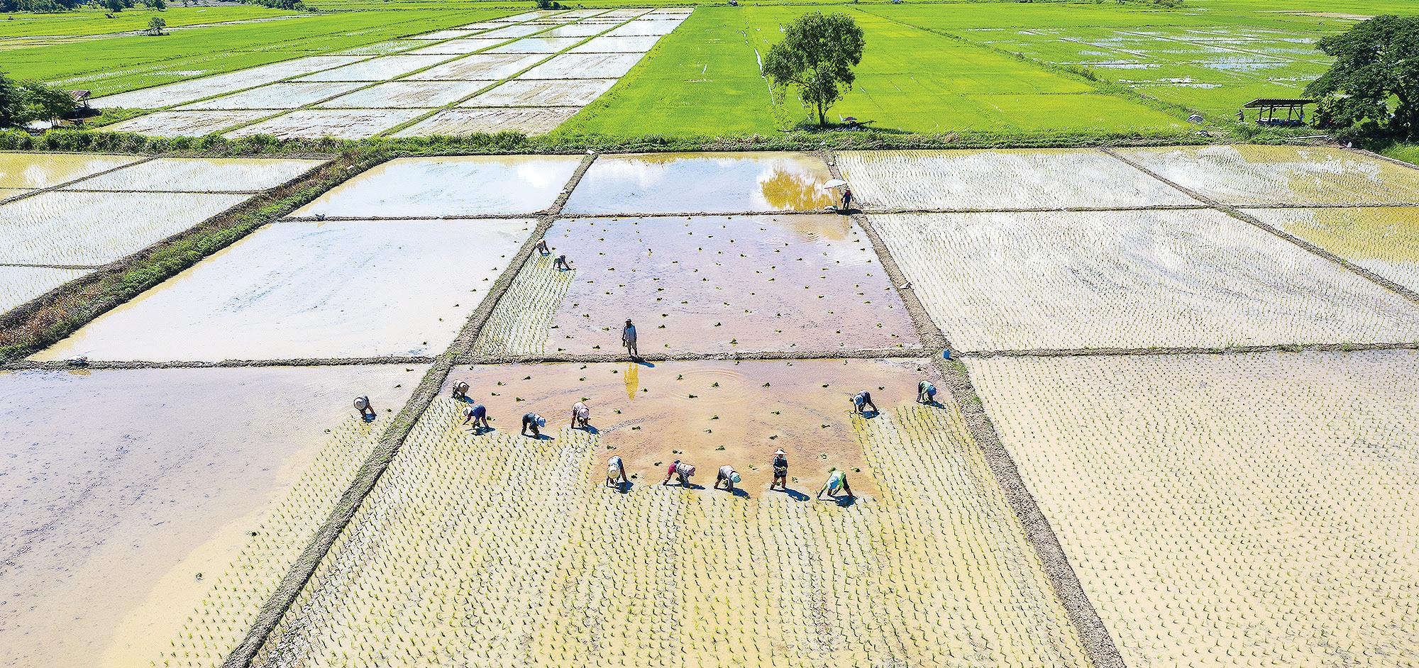 How Asia can revolutionize its food systems before it's too late