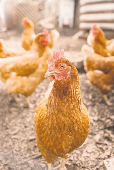 Bird flu in Brazil poultry farm triggers trade bans