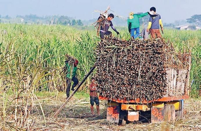 Negros sugar farms report pest infestation