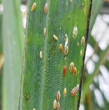 SRA seeks emergency powers to curb Negros pest infestation