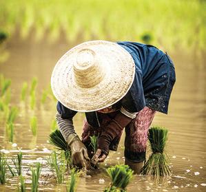 Satellite-aided crop insurance system to be piloted among 1,000 rice farmers