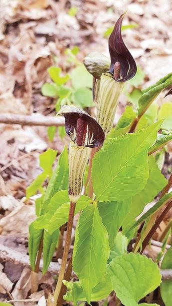 Reveling in the Queerness of Nature