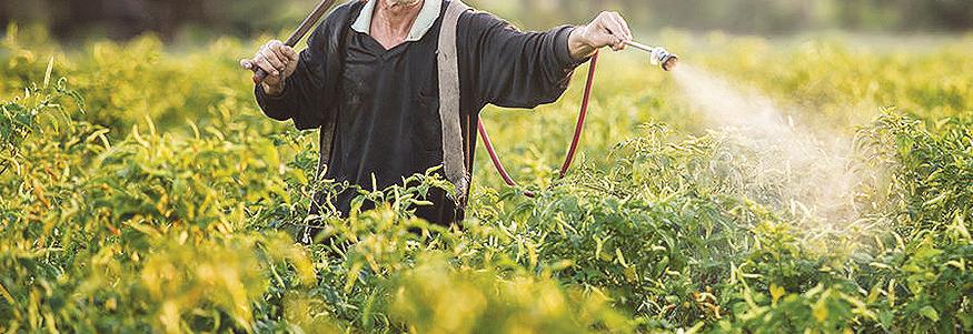 Organic pesticide developed by D&L unit approved for cocolisap