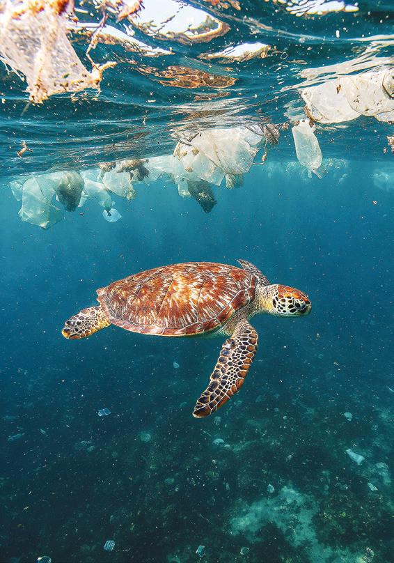 Sea turtles aren’t the only victims of plastic