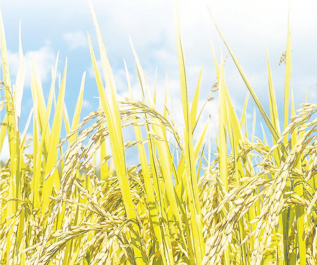 Rice can feed the world – even with fewer farmers