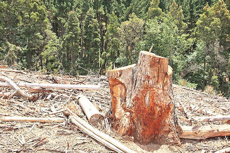 EU delays effectivity date of deforestation regulation