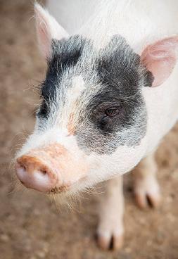 Spain looking into possible lab leak angle after outbreak of swine fever