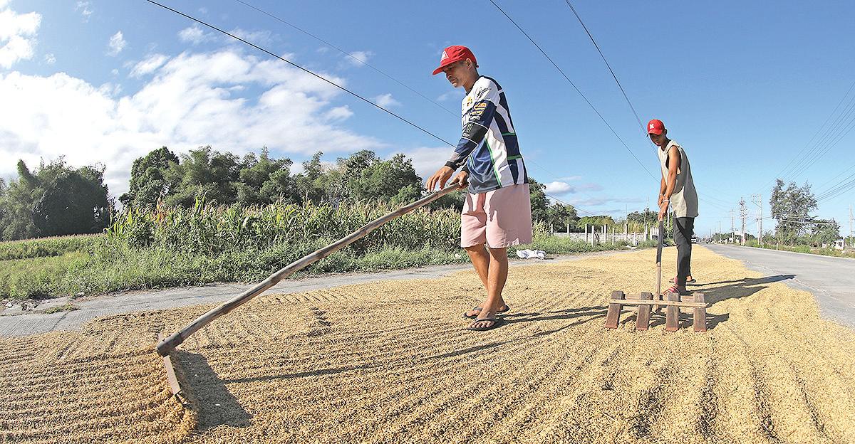 Farmers call for 35% rice tariff, demand Balisacan resignation