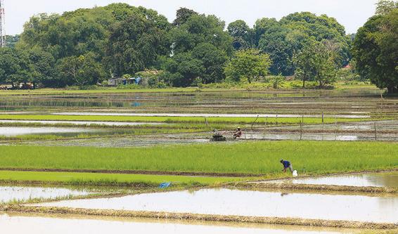 Philippine agriculture output likely increased in 2025