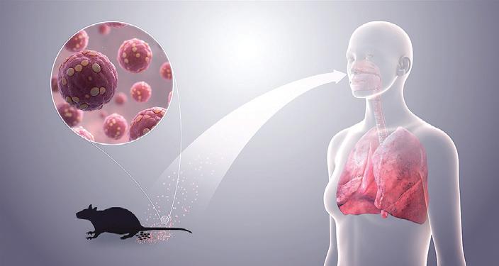 A contained hantavirus outbreak, and lessons for the world