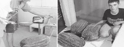TEENAGER SA SPAIN, NAKAPAGPATUBO NG HIGANTENG MELON NA MAS MABIGAT PA SA WASHING MACHINE!