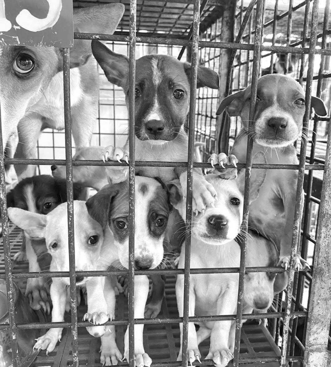 Public urged: Don’t buy pups from street vendors